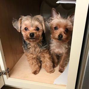 Meet your Posher, Debra ann